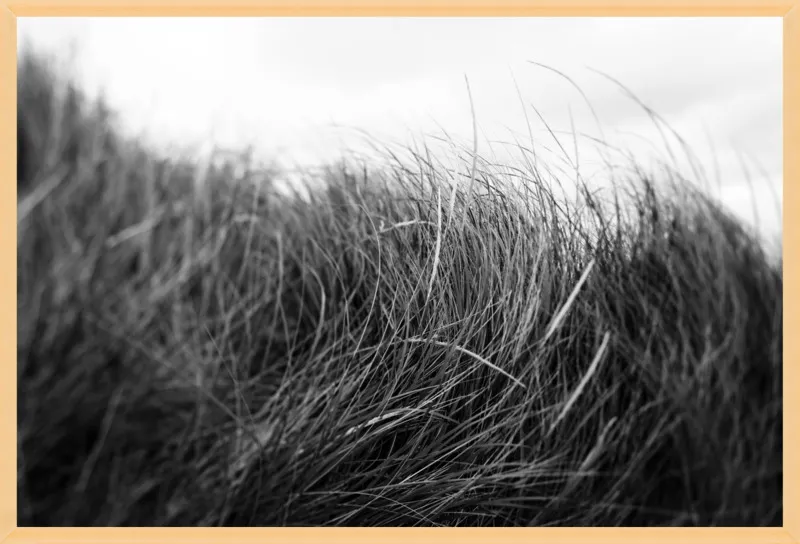 Beach Grass #3 by Alicia Bock for Artfully Walls