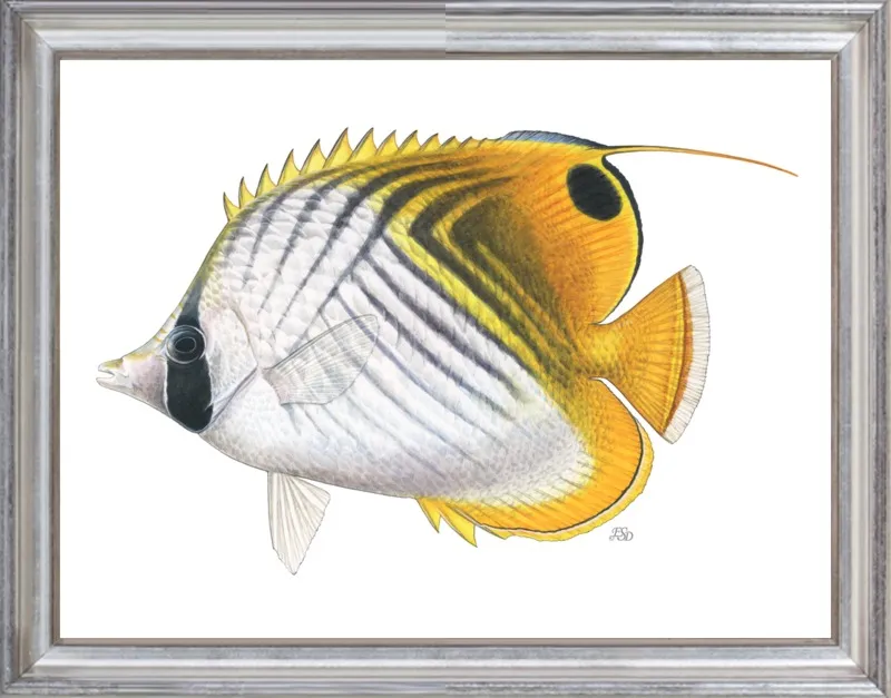 Threadfin butterflyfish by Emily S. Damstra for Artfully Walls