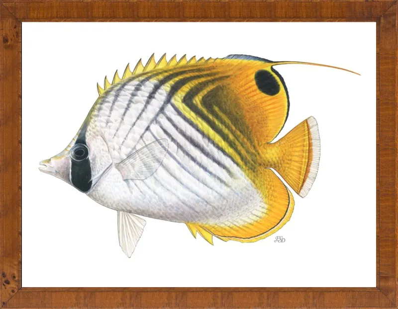 Threadfin butterflyfish by Emily S. Damstra for Artfully Walls