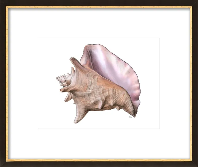 Queen conch  by Emily S. Damstra for Artfully Walls