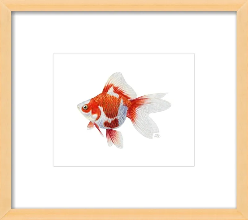 Japanese ryukin goldfish by Emily S. Damstra for Artfully Walls