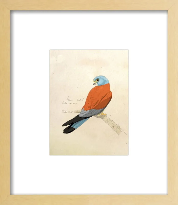 Lesser Kestrel by Shahar Navot for Artfully Walls