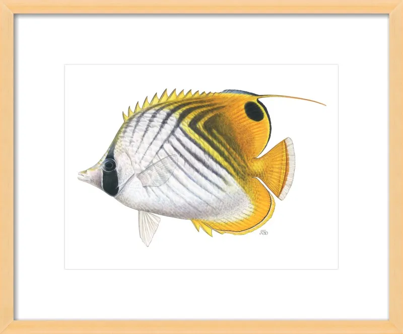 Threadfin butterflyfish by Emily S. Damstra for Artfully Walls