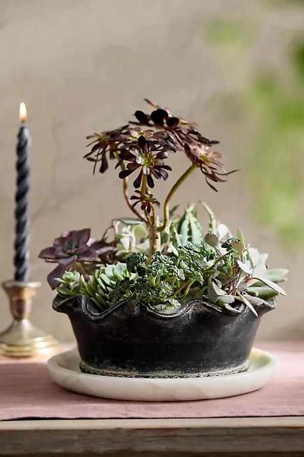 Black Terracotta Pie Crust Rim Planter, Low