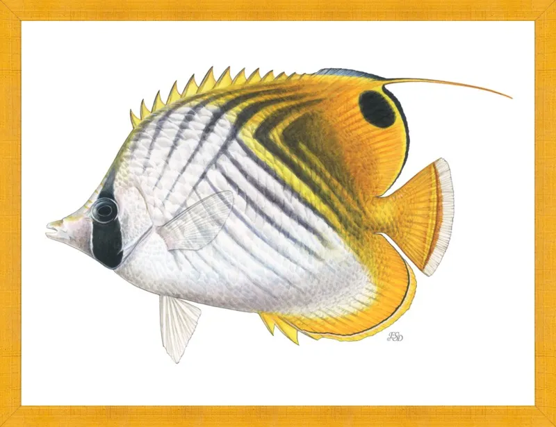 Threadfin butterflyfish by Emily S. Damstra for Artfully Walls