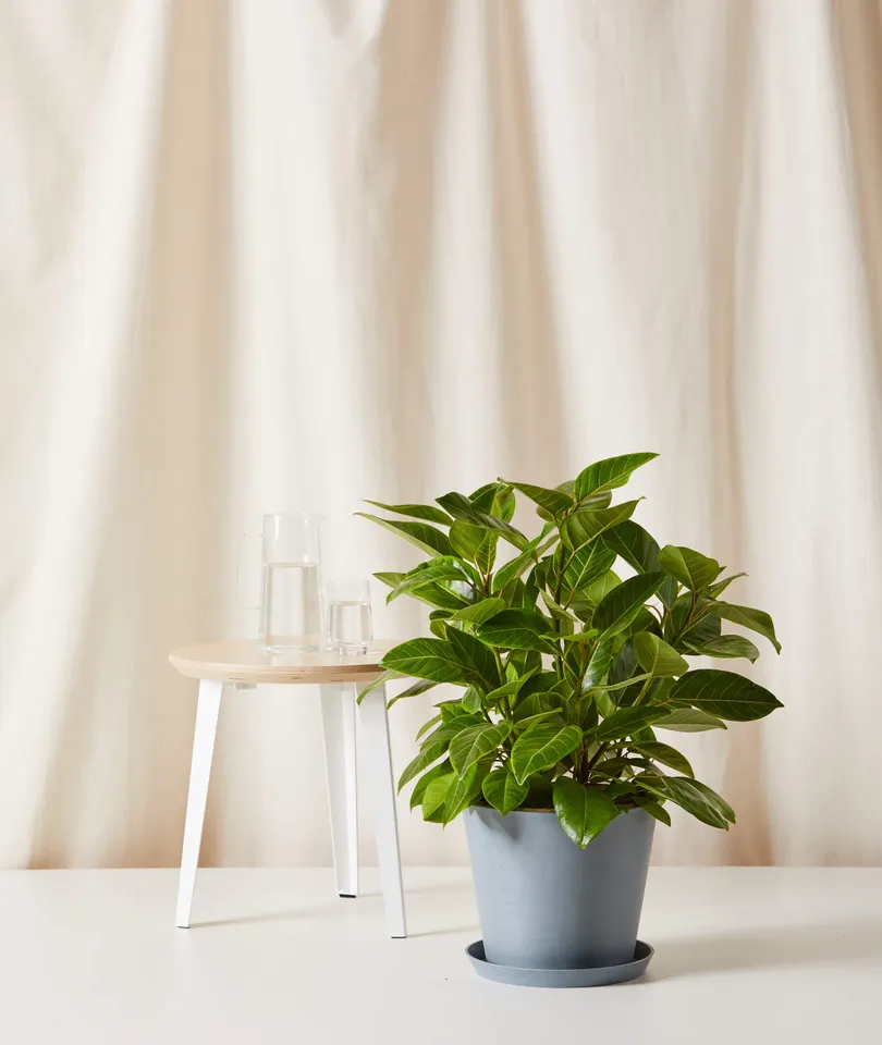 Ficus Altissima Bush -  Slate