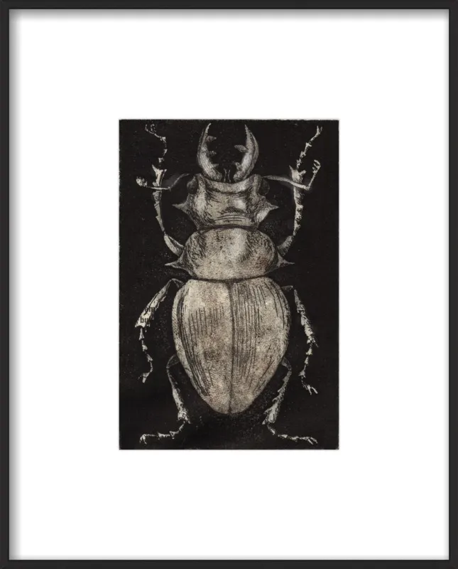 Grey Beetle on Black by Tennopent Sooster for Artfully Walls