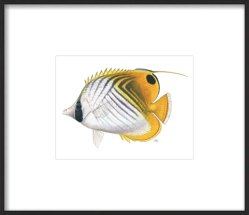 Threadfin butterflyfish by Emily S. Damstra for Artfully Walls