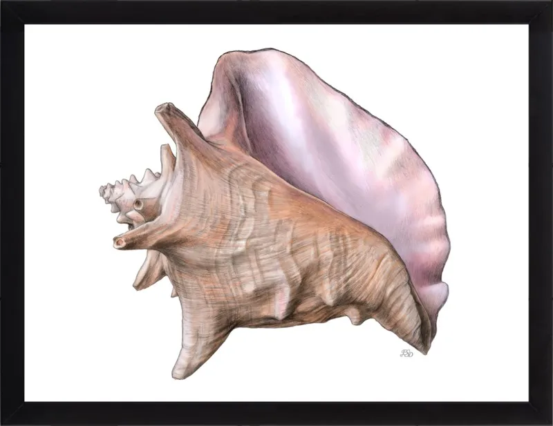 Queen conch  by Emily S. Damstra for Artfully Walls