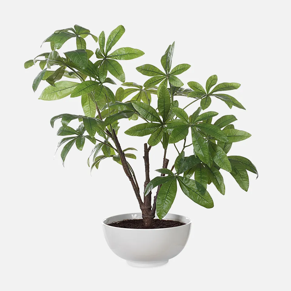Pachira Money Tree