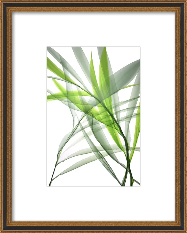 Tropical Study no. 3 by Marina Dunbar  for Artfully Walls