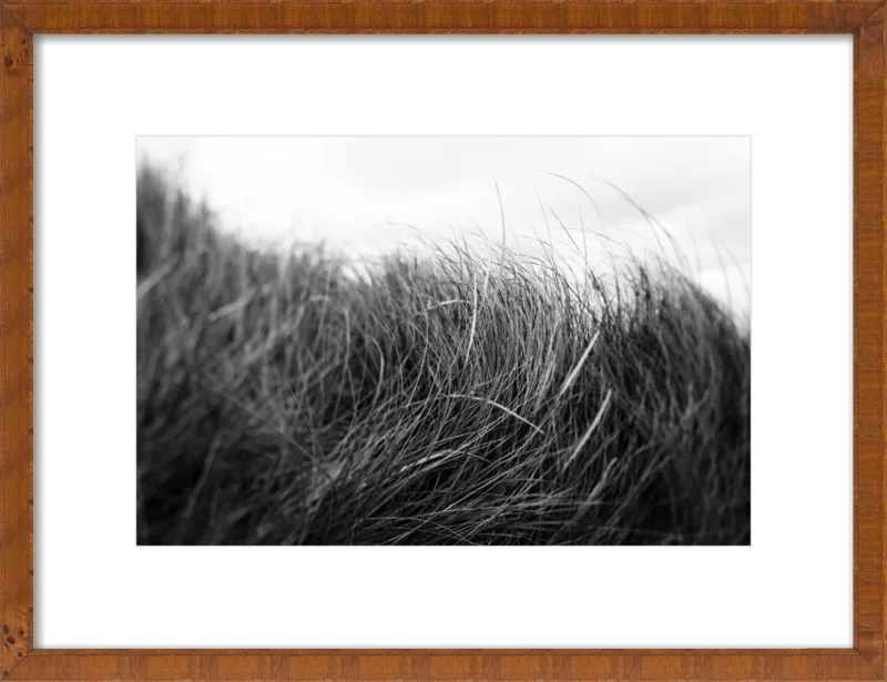 Beach Grass #3 by Alicia Bock for Artfully Walls