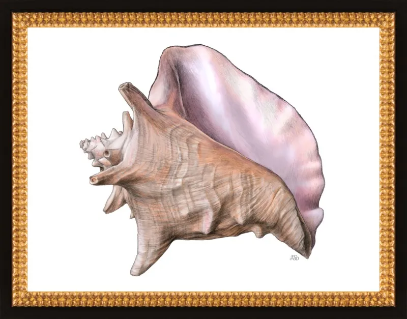 Queen conch  by Emily S. Damstra for Artfully Walls
