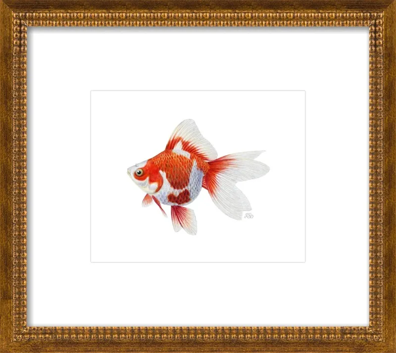 Japanese ryukin goldfish by Emily S. Damstra for Artfully Walls