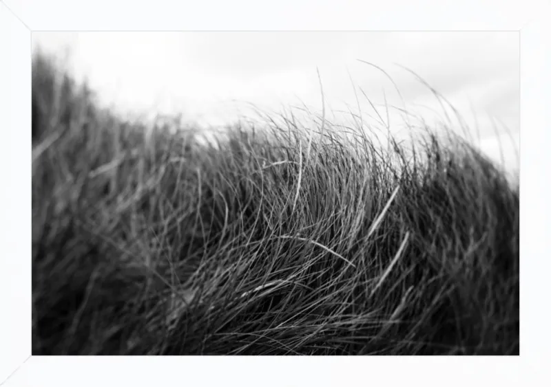 Beach Grass #3 by Alicia Bock for Artfully Walls