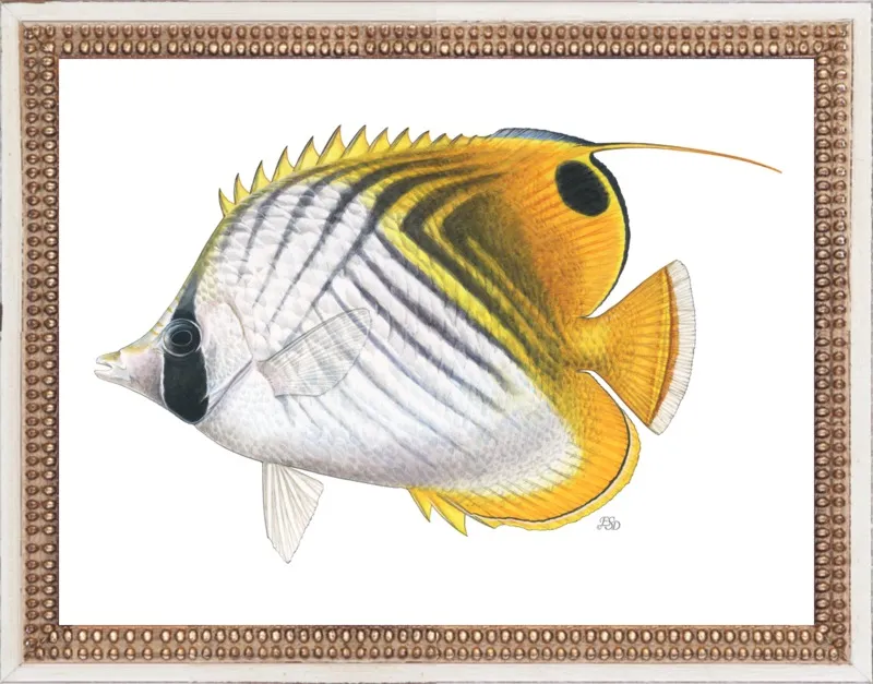 Threadfin butterflyfish by Emily S. Damstra for Artfully Walls