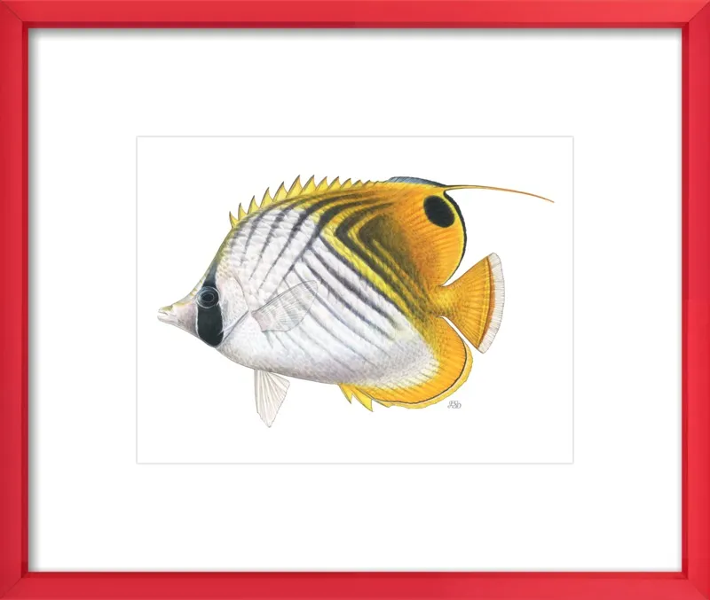 Threadfin butterflyfish by Emily S. Damstra for Artfully Walls