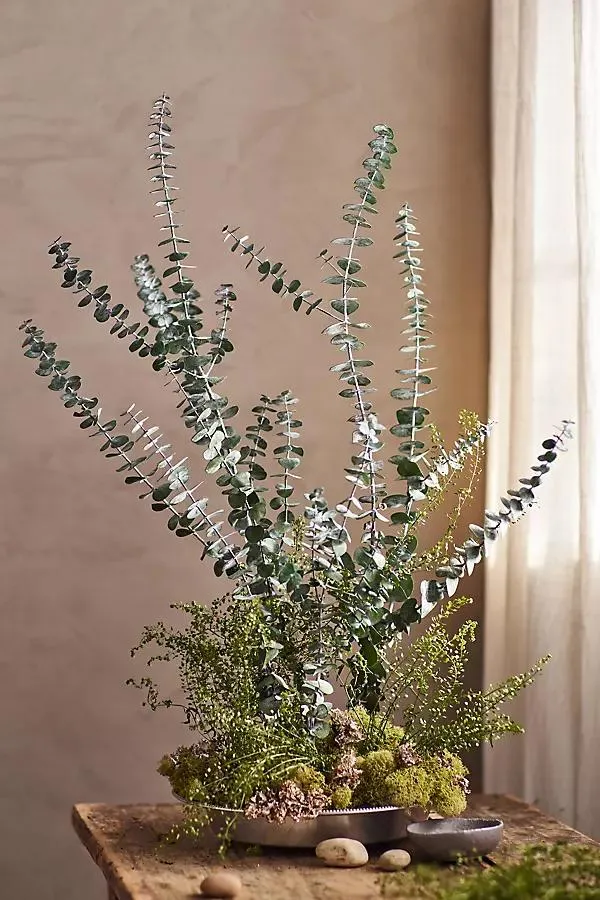 Preserved Baby Blue Eucalyptus Bunch