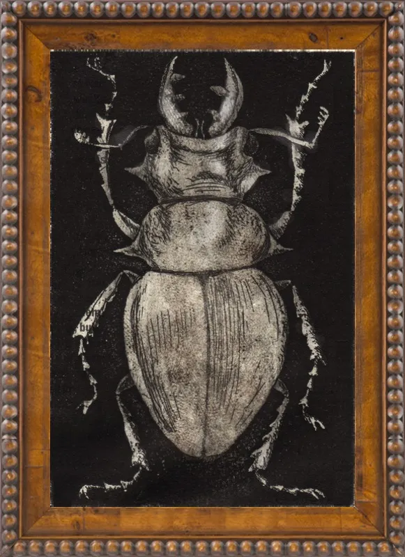 Grey Beetle on Black by Tennopent Sooster for Artfully Walls