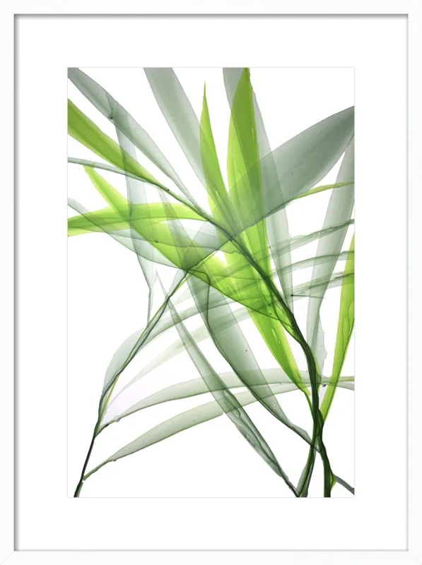 Tropical Study no. 3 by Marina Dunbar  for Artfully Walls