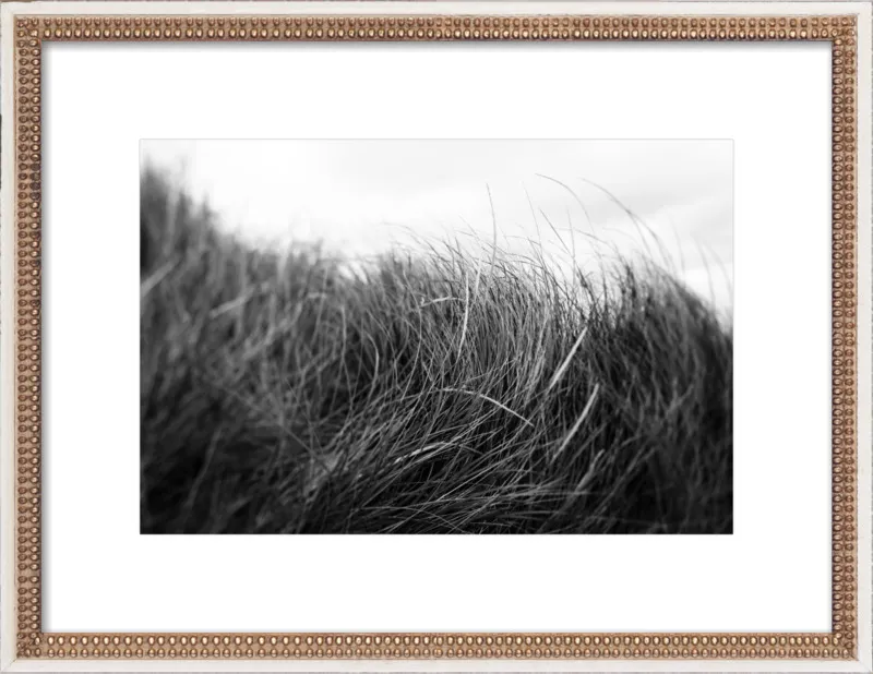 Beach Grass #3 by Alicia Bock for Artfully Walls