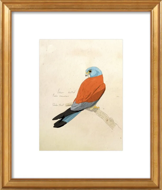 Lesser Kestrel by Shahar Navot for Artfully Walls