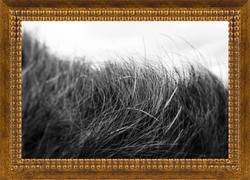 Beach Grass #3 by Alicia Bock for Artfully Walls