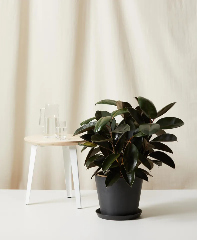 Burgundy Rubber Tree -  Charcoal