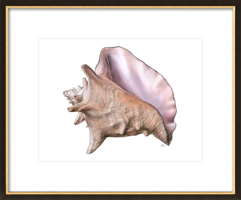Queen conch  by Emily S. Damstra for Artfully Walls