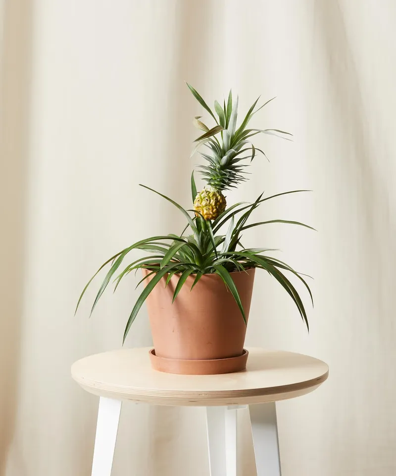 Bromeliad Pineapple -  Clay