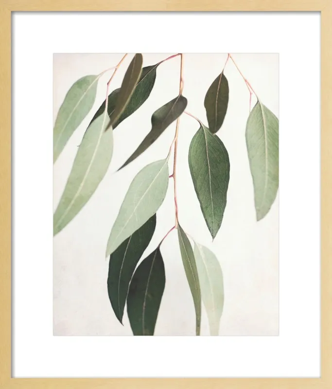 Eucalyptus Spring Three by Lupen Grainne for Artfully Walls