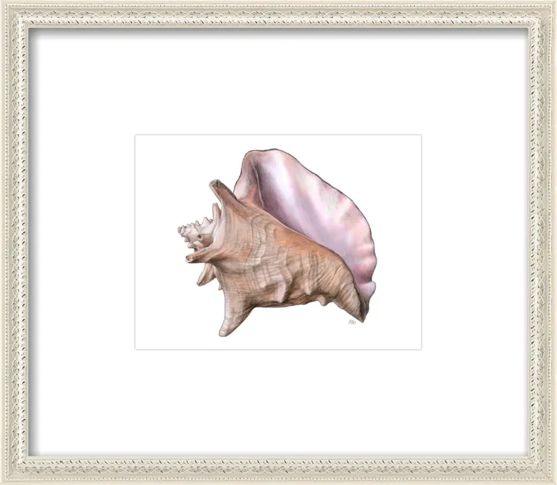 Queen conch  by Emily S. Damstra for Artfully Walls