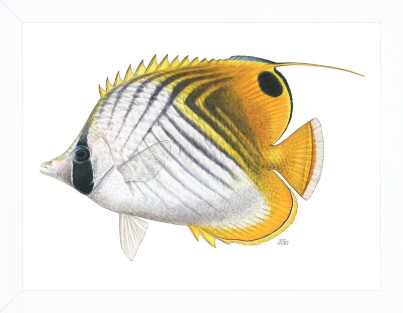 Threadfin butterflyfish by Emily S. Damstra for Artfully Walls