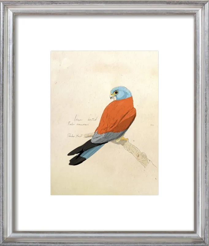 Lesser Kestrel by Shahar Navot for Artfully Walls