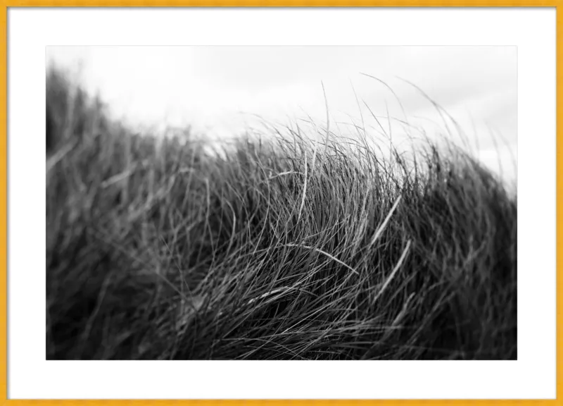 Beach Grass #3 by Alicia Bock for Artfully Walls