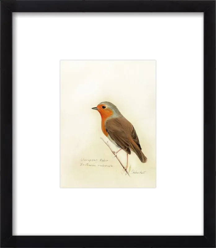 European Robin by Shahar Navot for Artfully Walls