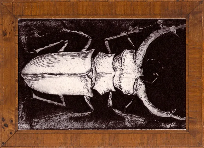 White Beetle on Dark Brown by Tennopent Sooster for Artfully Walls
