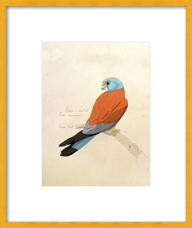 Lesser Kestrel by Shahar Navot for Artfully Walls