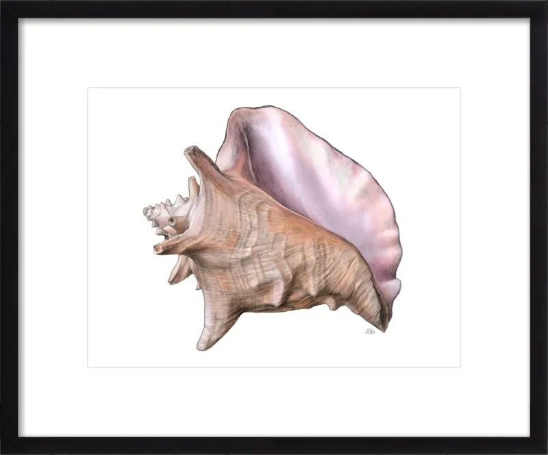 Queen conch  by Emily S. Damstra for Artfully Walls