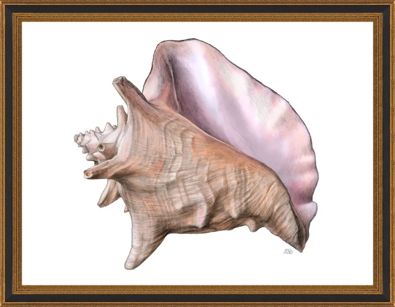 Queen conch  by Emily S. Damstra for Artfully Walls