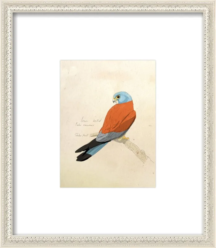 Lesser Kestrel by Shahar Navot for Artfully Walls