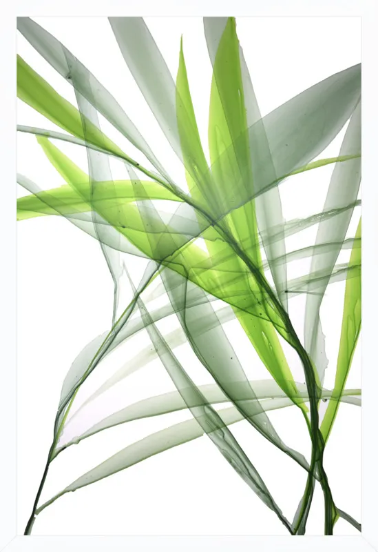 Tropical Study no. 3 by Marina Dunbar  for Artfully Walls