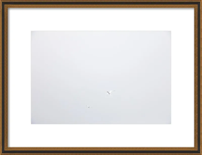 Antarctic Flight by Robert and Tiffany Peterson for Artfully Walls