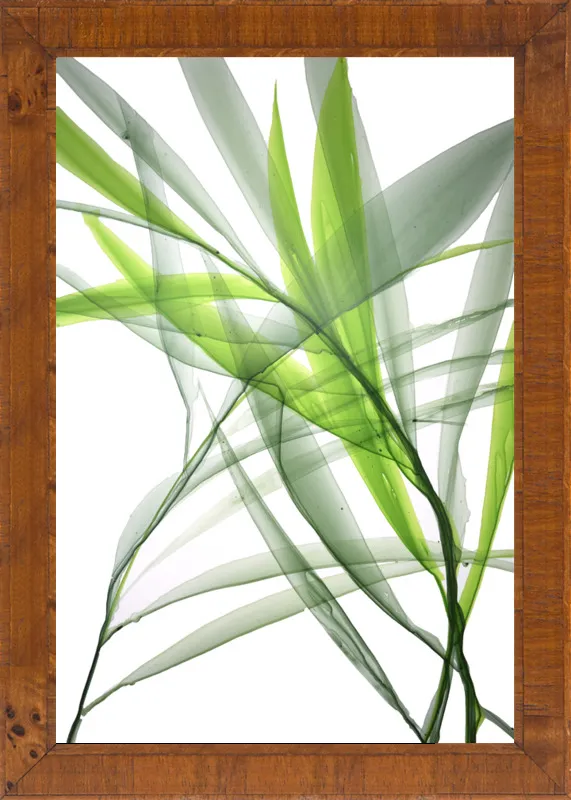 Tropical Study no. 3 by Marina Dunbar  for Artfully Walls