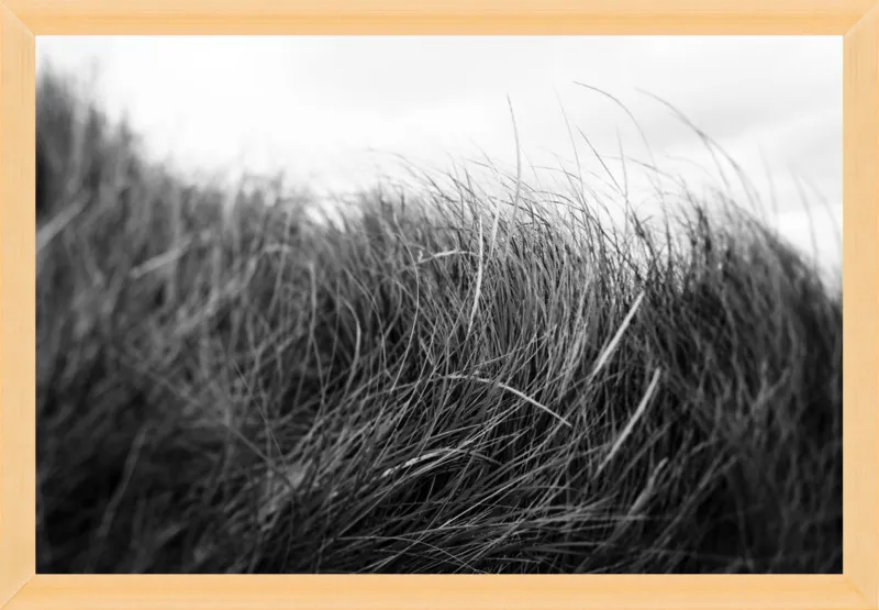 Beach Grass #3 by Alicia Bock for Artfully Walls