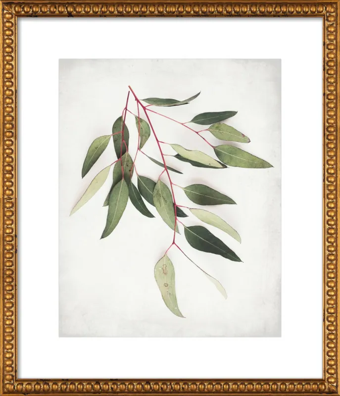 Eucalyptus Sprig One by Lupen Grainne for Artfully Walls