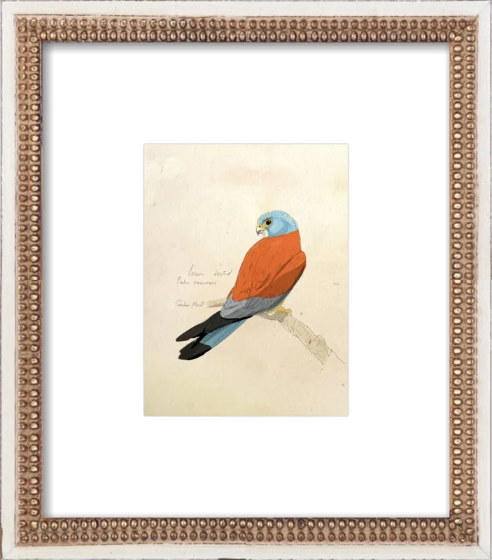Lesser Kestrel by Shahar Navot for Artfully Walls