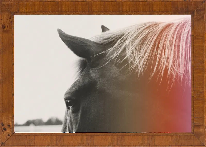Pink Pony by Alicia Bock for Artfully Walls
