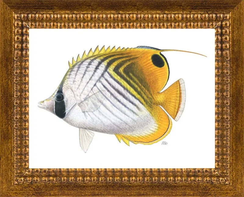 Threadfin butterflyfish by Emily S. Damstra for Artfully Walls