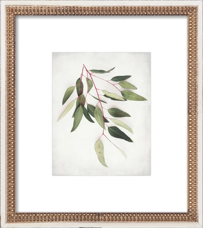 Eucalyptus Sprig One by Lupen Grainne for Artfully Walls